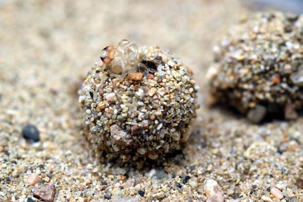 クロコウスバカゲロウの繭と脱皮殻の写真