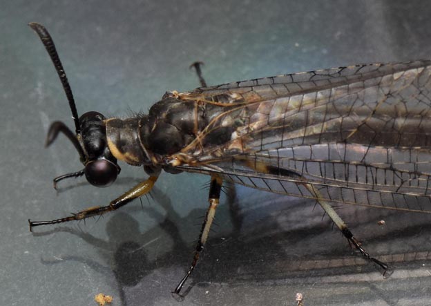 クロコウスバカゲロウの頭部と胸部付近の写真