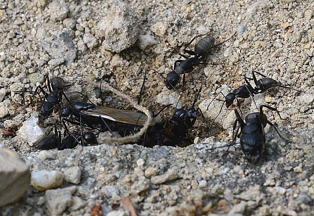 クロオオアリの飛出
