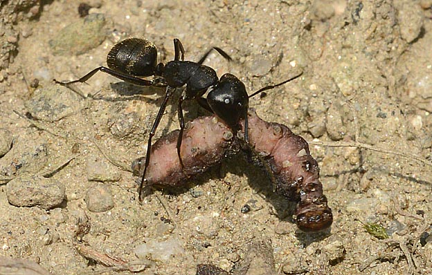 食べ物を運ぶクロオオアリ