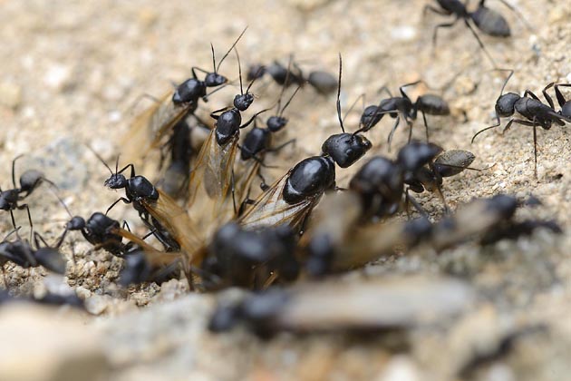 外をうかがうオスアリや女王アリ