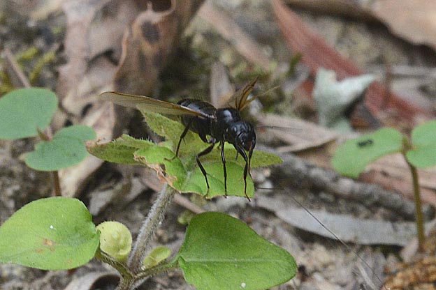 飛び立つ女王アリ