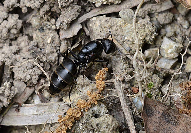 巣作りの場所を探す女王アリ