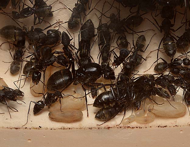 クロオオアリの女王アリと働きアリ