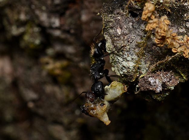 イモムシを運ぶクロオオアリ