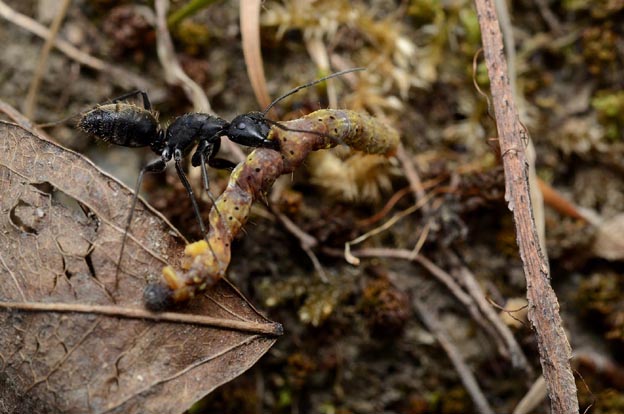 シャクガの幼虫を運ぶクロオオアリ