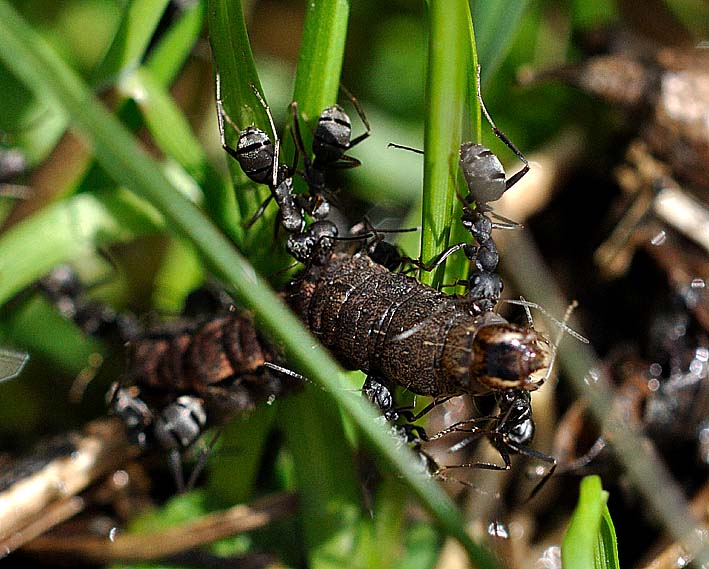 ヨトウガの幼虫？を襲うクロヤマアリ