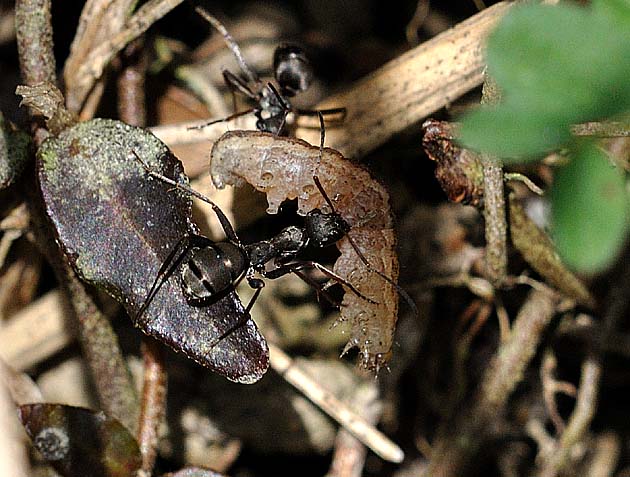 ガの幼虫を襲うクロヤマアリ
