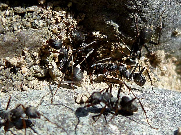 巣の出入り口のクロヤマアリ