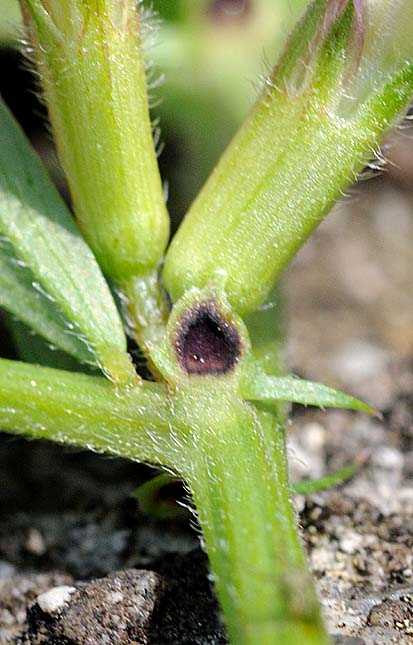 カラスノエンドウの花外蜜腺