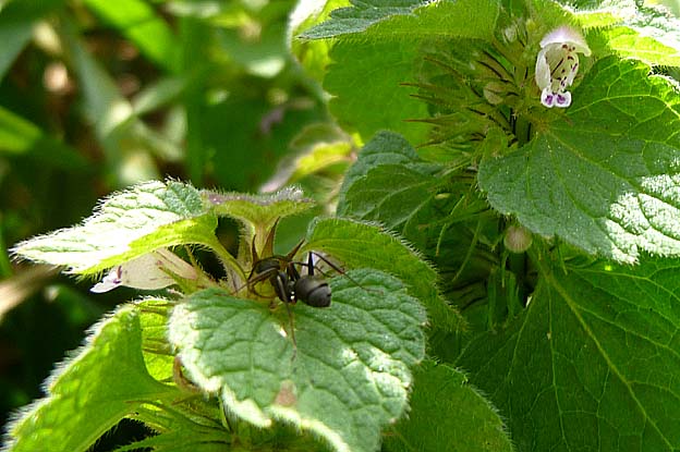 クロヤマアリとヒメオドリコソウ