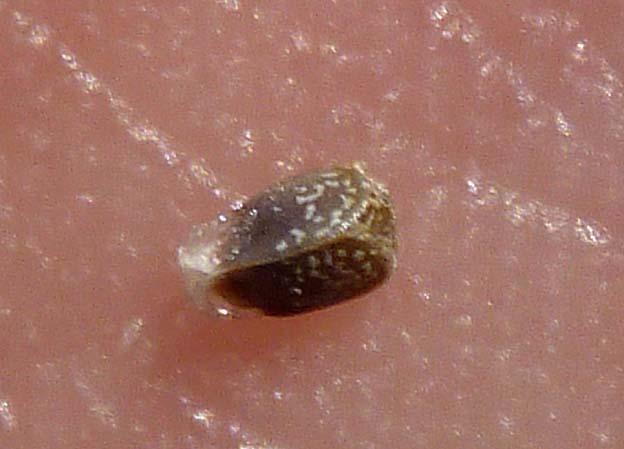 ヒメオドリコソウの種子