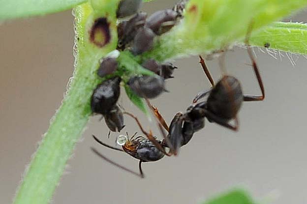 マメアブラムシに液体をもらうクロヤマアリ