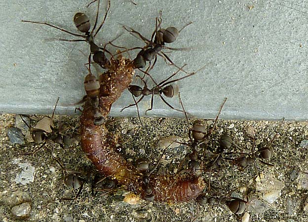 ミミズを運ぶクロヤマアリ