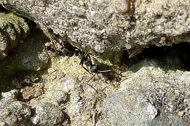 2011年初見のクロヤマアリ