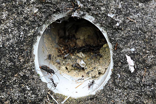 クロヤマアリの飛出