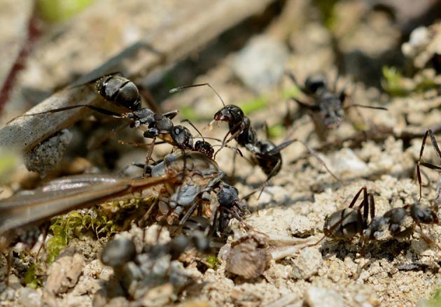 キリウジガガンボを運ぶクロヤマアリ
