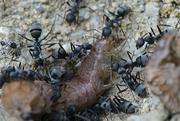 イモムシを運ぶクロヤマアリ