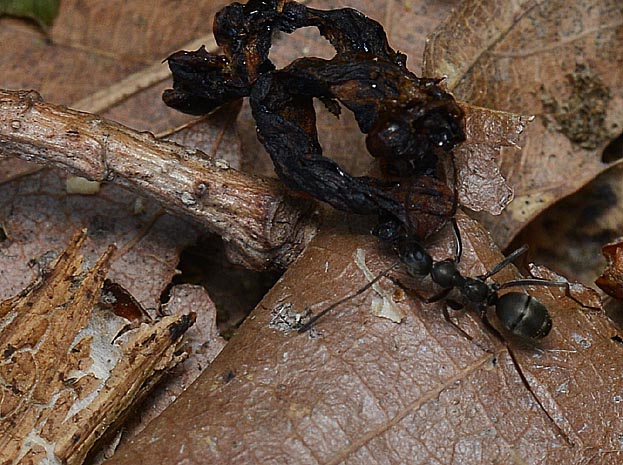 イモムシを運ぶハヤシクロヤマアリの写真