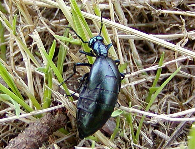 猪名川町のヒメツチハンミョウ？