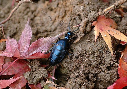 大阪府池田市に生息するツチハンミョウ