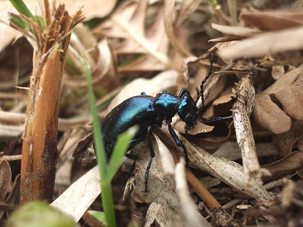 ヒメツチハンミョウ？