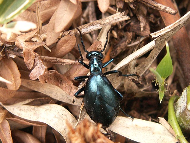 ヒメツチハンミョウ？