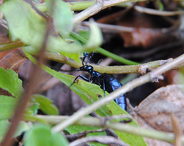 葉の上のツチハンミョウ
