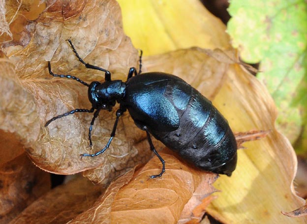 キュウシュウツチハンミョウと思われるツチハンミョウのメス