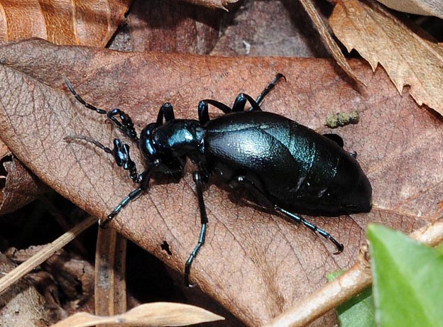 ヒメツチハンミョウと思われるツチハンミョウのオス