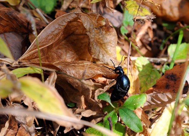 枯れ葉の上に出てきたキュウシュウツチハンミョウと思われるツチハンミョウ