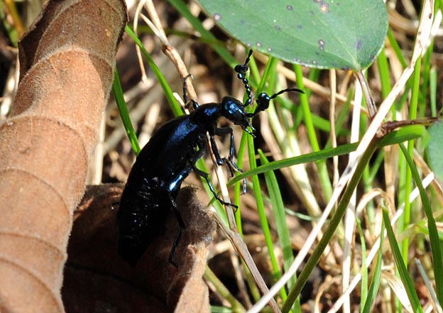 歩き回るツチハンミョウ