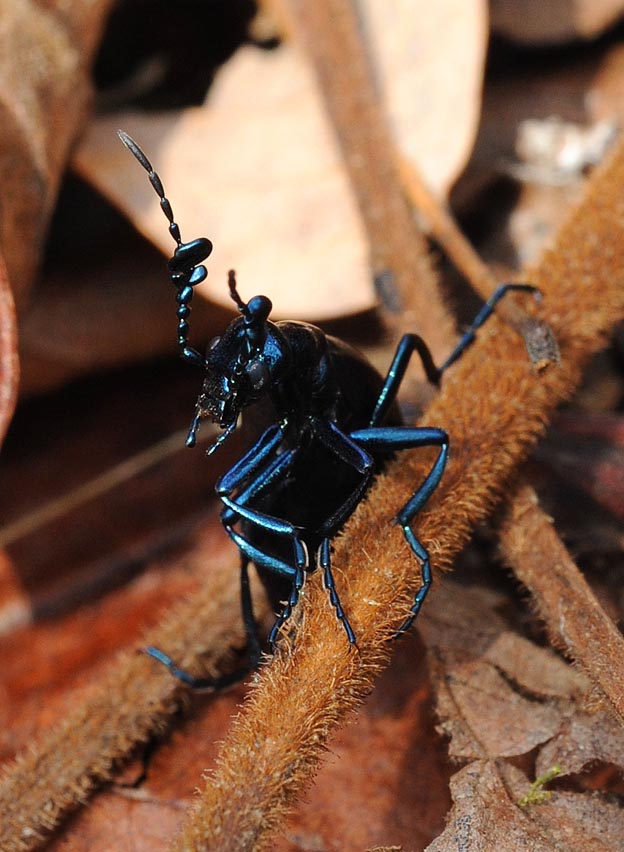 枯れ葉の上で休むツチハンミョウ