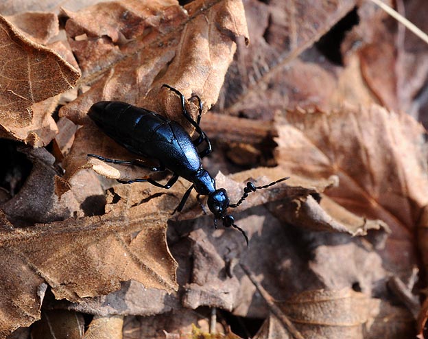枯れ葉の上を歩くツチハンミョウ