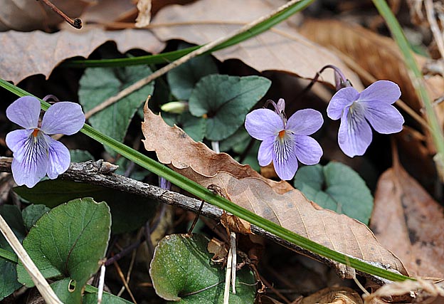 咲きだしたナガバタチツボスミレの花