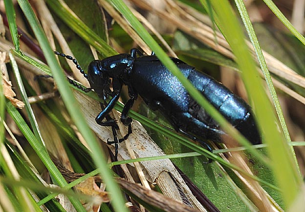 ニシノホンモンジスゲの葉を食べるハンミョウのメス