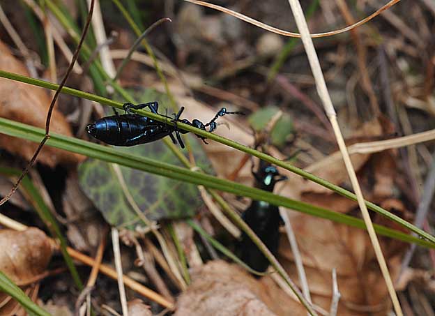 メスのところにやってきたツチハンミョウのオス