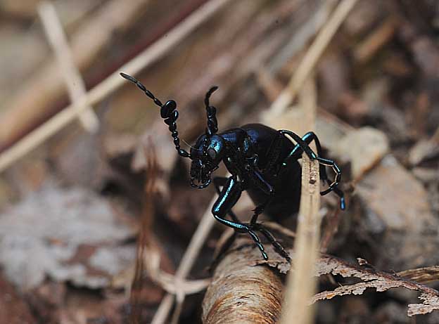メスを探すツチハンミョウのオス