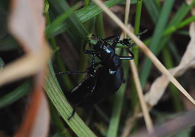 ニシノホンモンジスゲを食べるツチハンミョウのオス