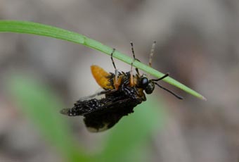 セグロカブラハバチ？についたヒメツチハンミョウ？の1齢幼虫