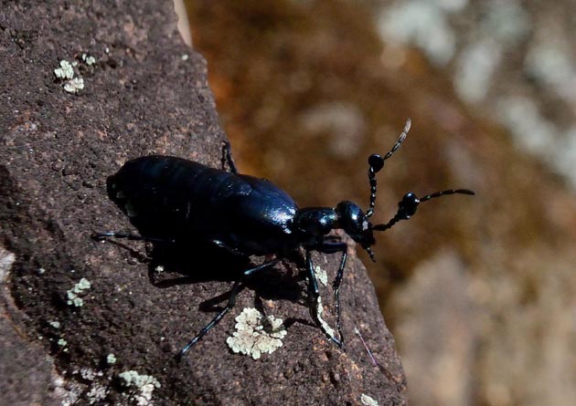 別の生息場所のヒメツチハンミョウ