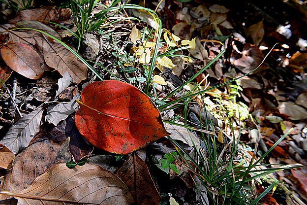 落ちたカキの葉