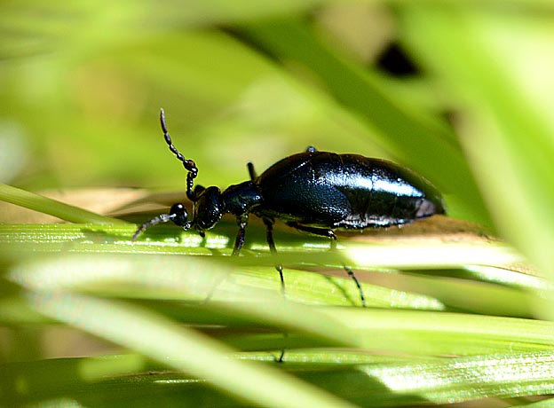 ニシノホンモンジスゲを食べるオスのヒメツチハンミョウ