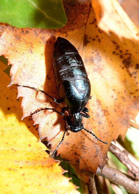 ツチハンミョウのメスの写真