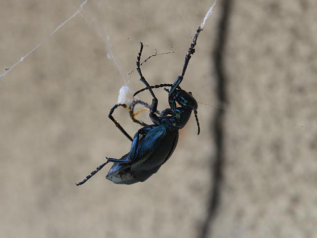 クモの巣にかかったヒメツチハンミョウ