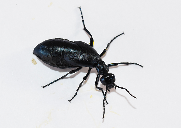 ヒメツチハンミョウのメスの写真