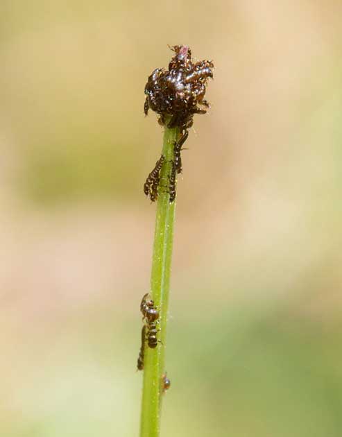 ヒメツチハンミョウの幼虫