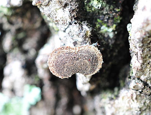 マダラマルハヒロズコガ・ツヅミミノムシの写真