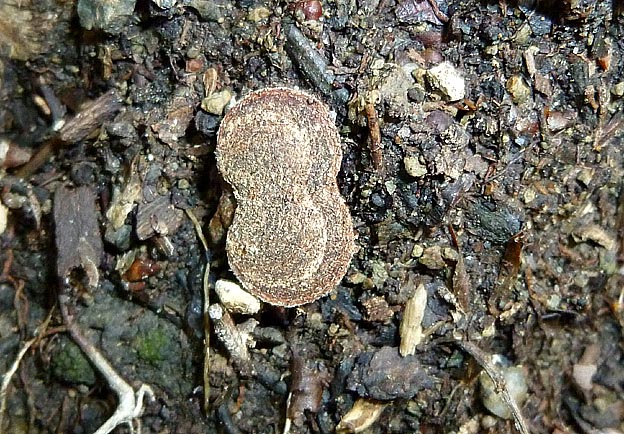 地面にいるマダラマルハヒロズコガ