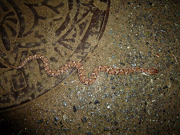 道路にいたマムシ